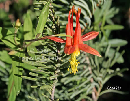 Columbine
